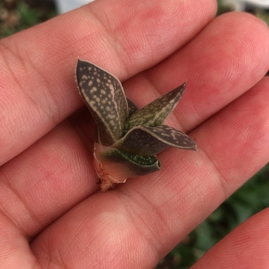 龙虎霸旋转蜗牛蜗牛