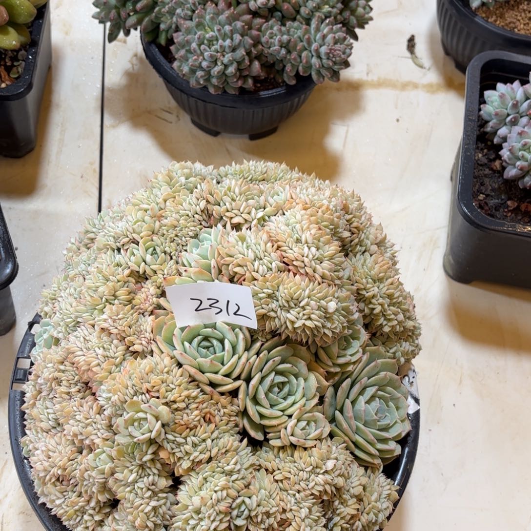 2312蓝巴莉多肉植物