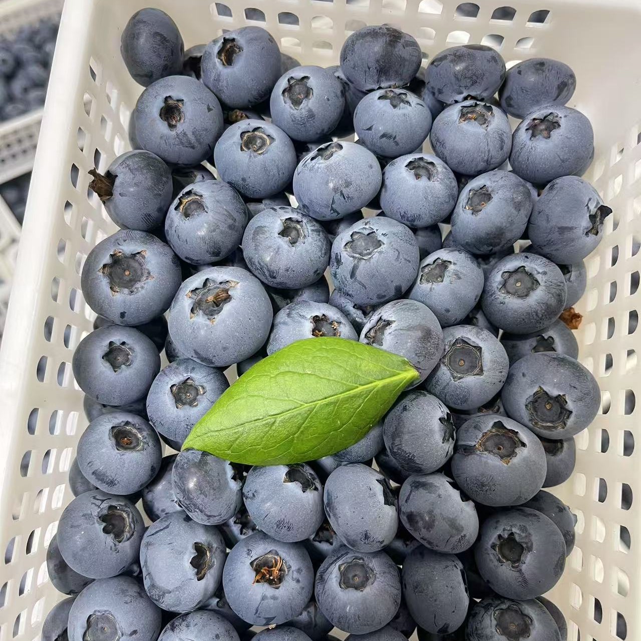 【明日达】L25花香蓝莓大果山东日照蓝莓18mm-24m净重半斤/一斤其他/others山东省日照市