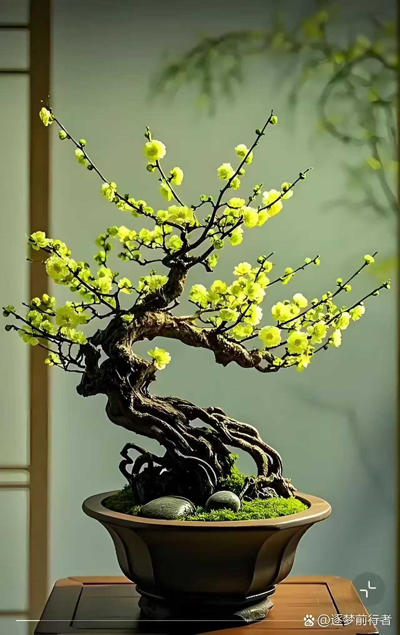 【造型】10年金钱绿鄂梅梅花造型盆栽地栽都可以带花芽发货