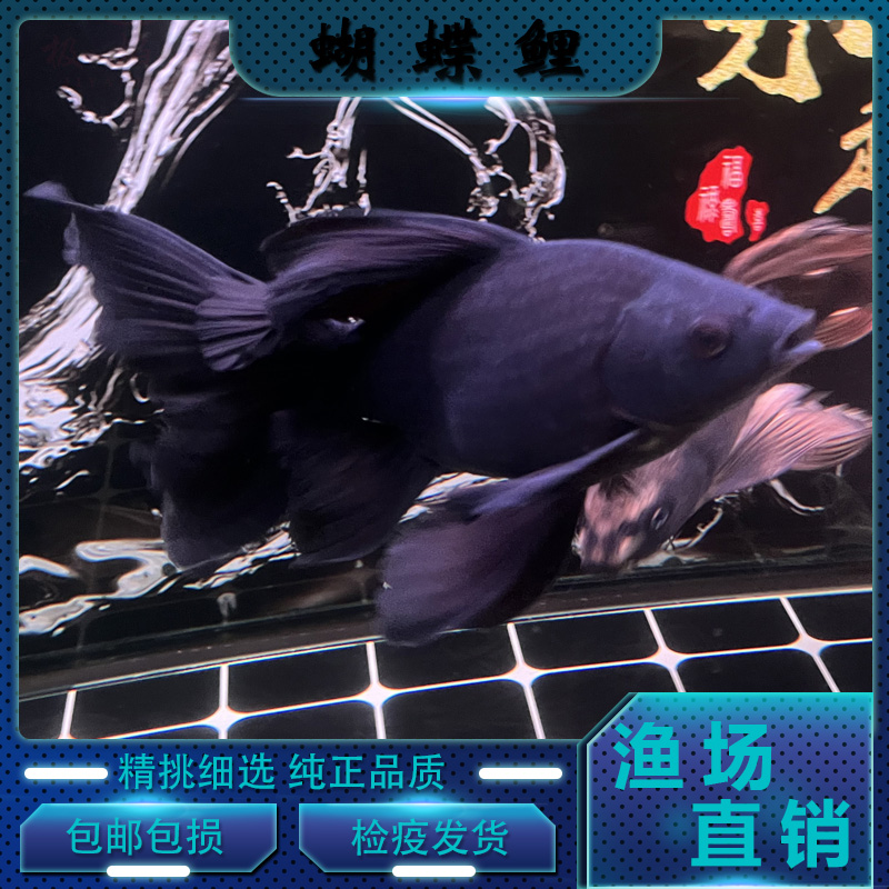 精品观赏鱼 普身短身球体蝴蝶鲤 白色大鳍大尾圆头满臀七鳍飘逸