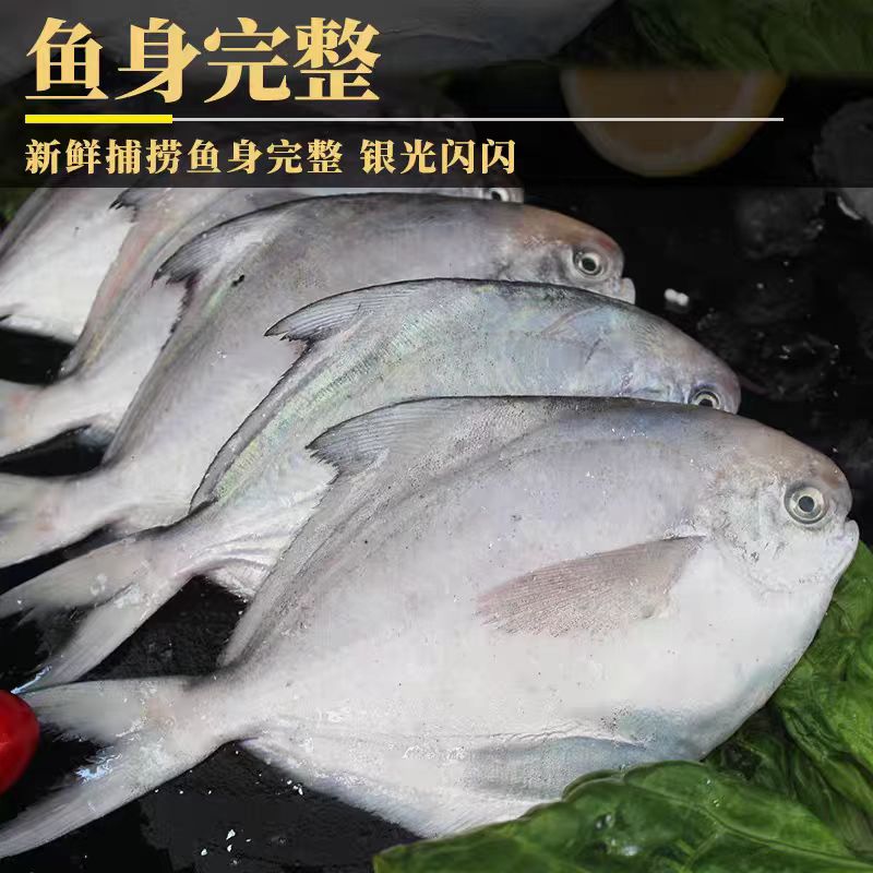 日照海捕新鲜银鲳鱼不挂冰净重400g*5袋