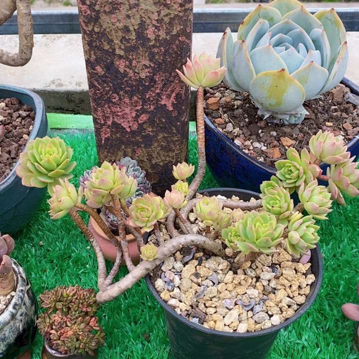 绿蔷薇整无砍多肉