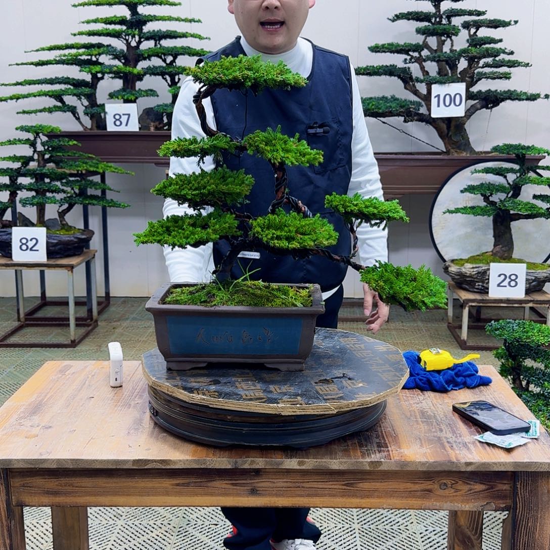 无花朵柏树造型盆景