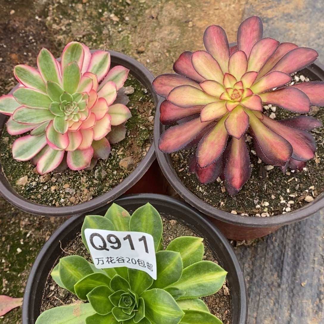 911三棵多肉植物