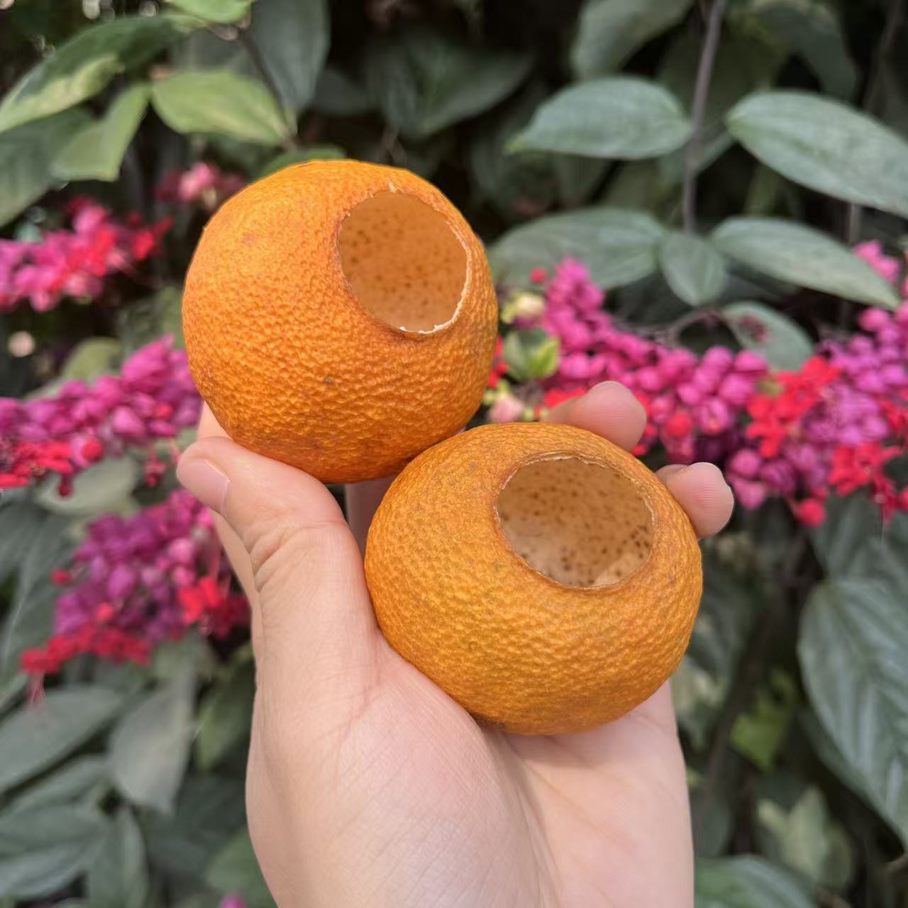 【大红柑果壳】2025年梅江原枝大红柑壳小叶油满天星正宗新会陈皮