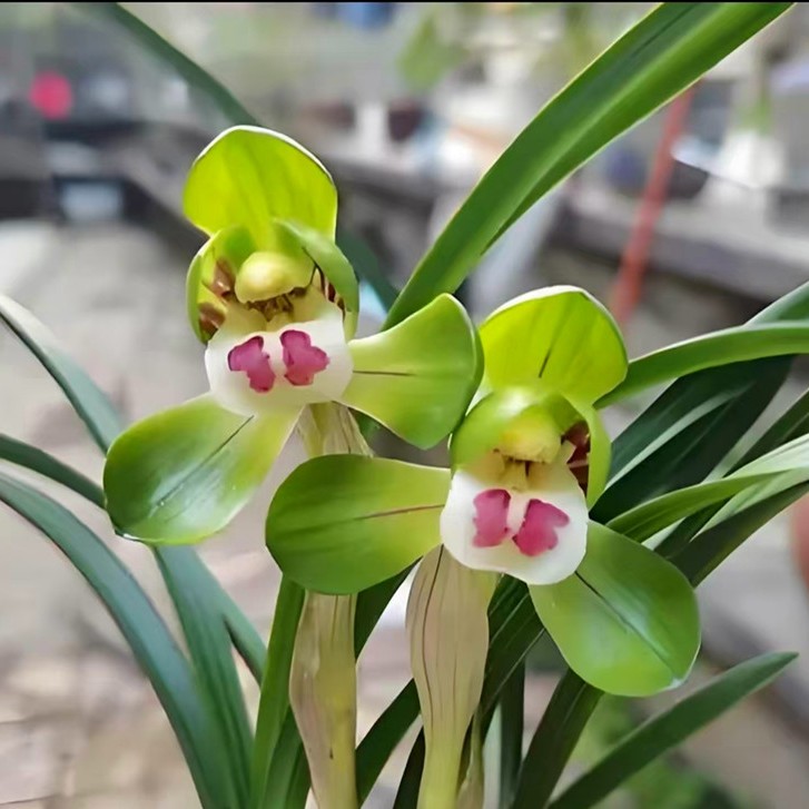 春兰【荷瓣大团圆】花期12-3月矮种桌面兰好养花卉绿植办公室兰花苗