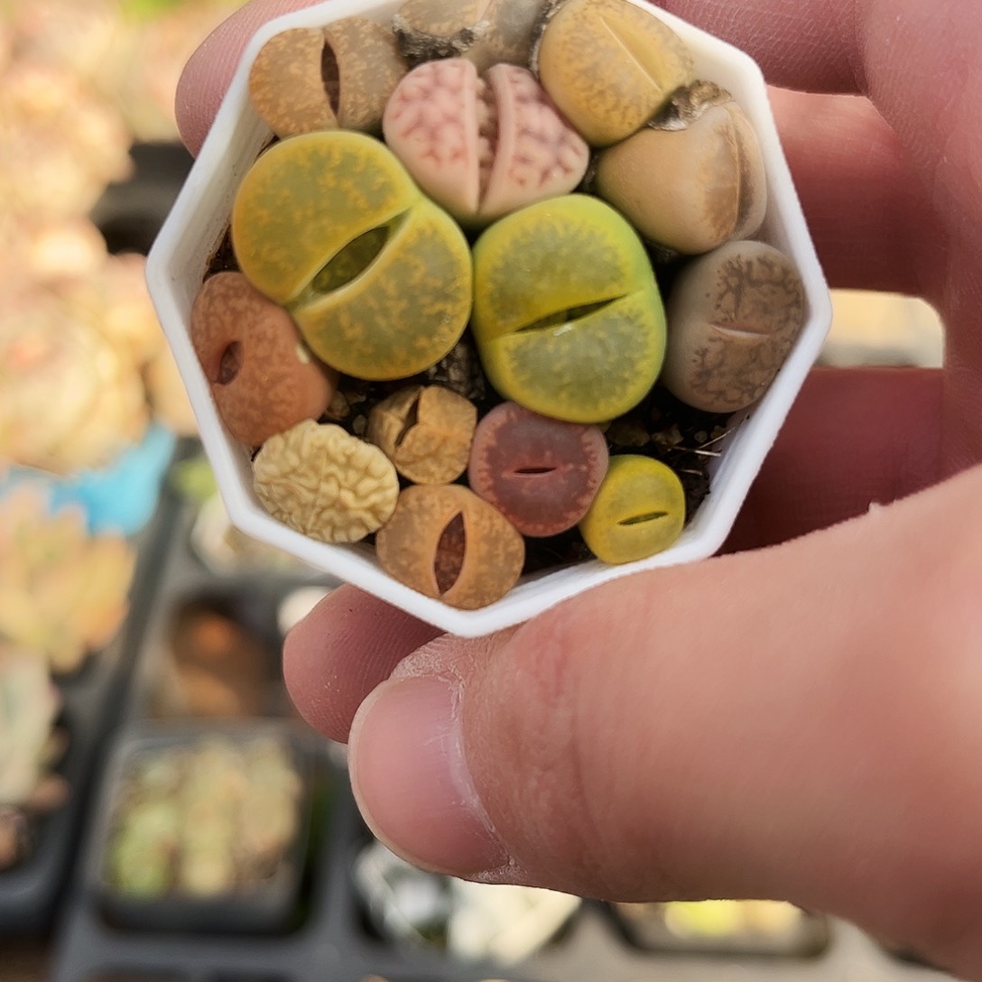 阳*妮286哈哈哈哈哈哈哈