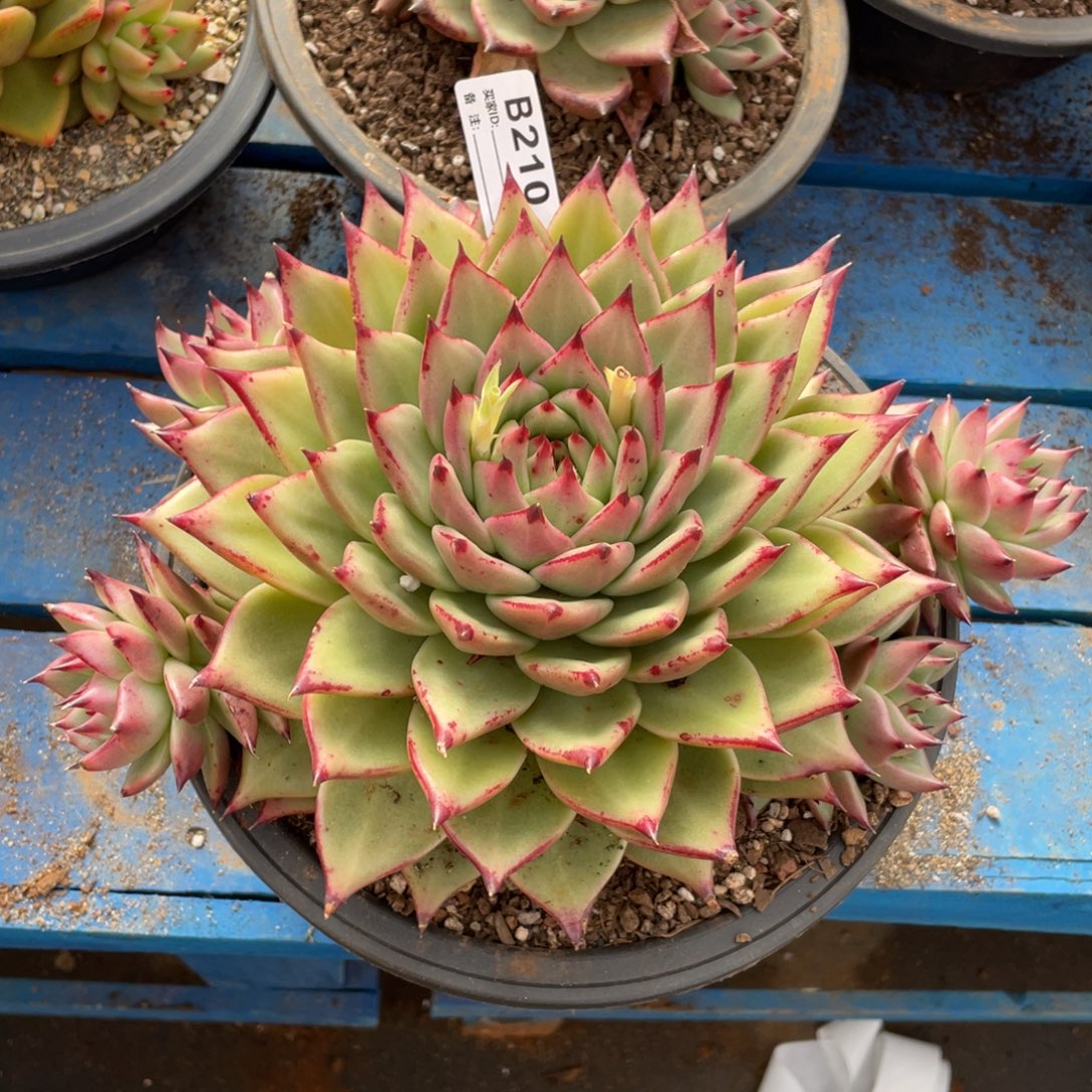 无花朵若如东云单拍B210