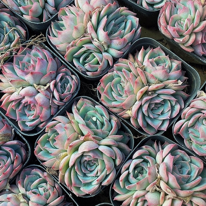 6.5方侧影群带盆土