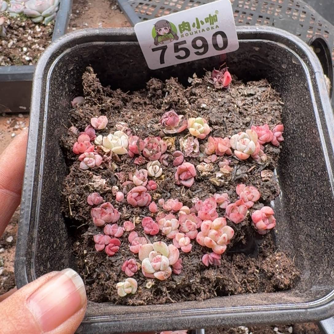 多肉植物多肉植物