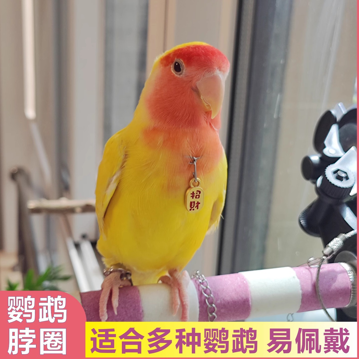 鹦鹉脖套链子铃铛鸟脖圈项链吊坠玄凤虎皮牡丹项圈放飞沙金