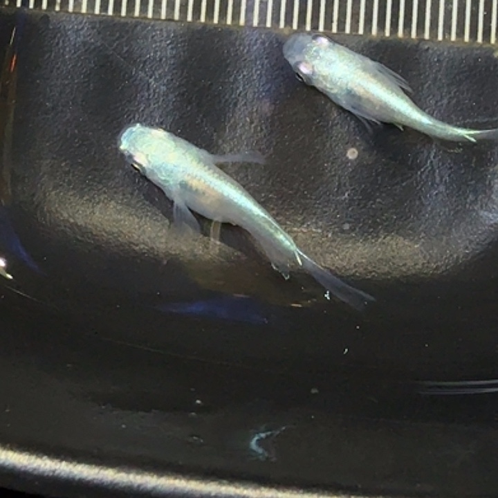 青鳉鱼106号拍品银短球