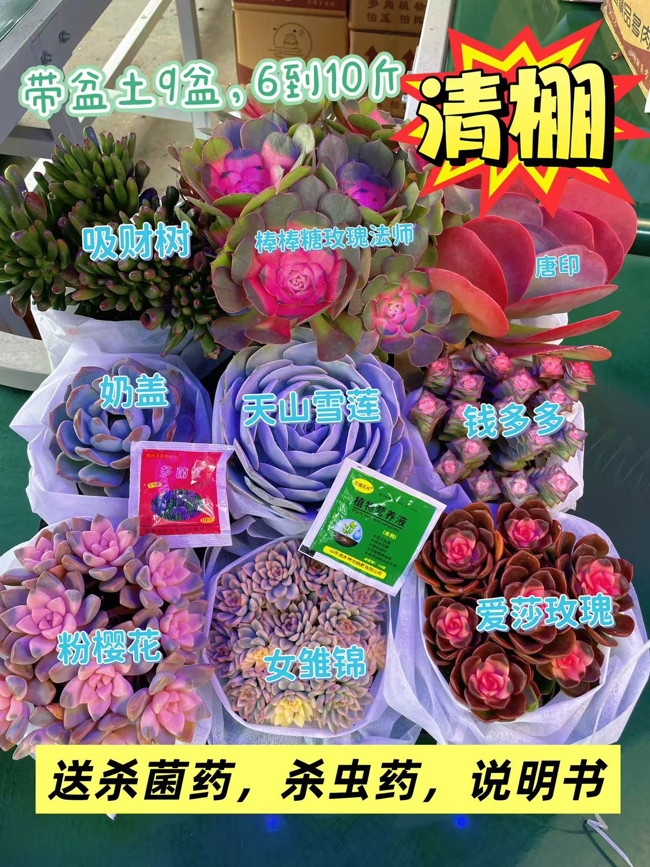  多肉6到10斤9大盆 带养殖盆土栽好种好多肉植物绿植吸甲醛