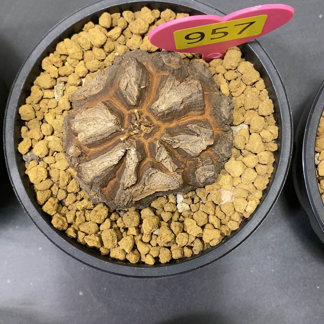 墨西哥龟甲龙龟甲龙