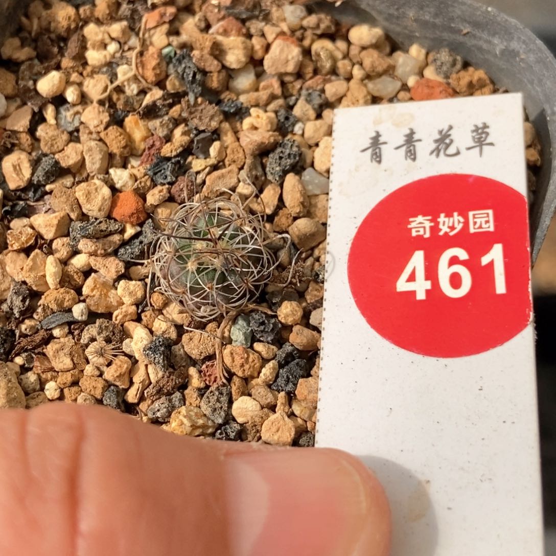 实生草刺娇丽一颗仙人球