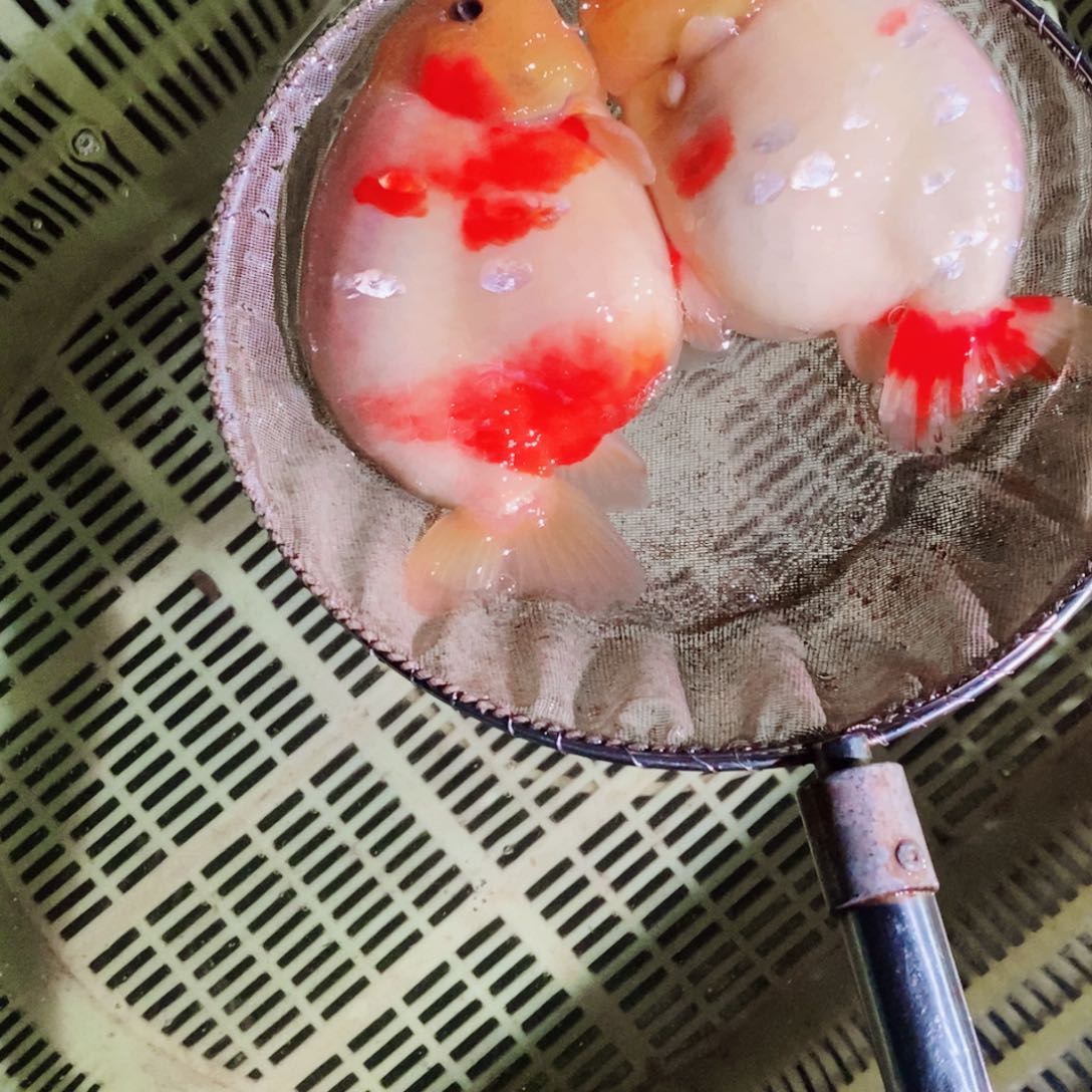 海水鱼.*落地包损包健康