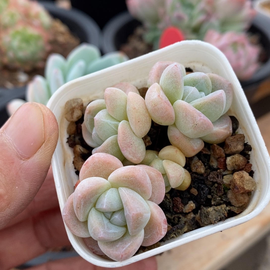精品多肉一物一拍不包整97
