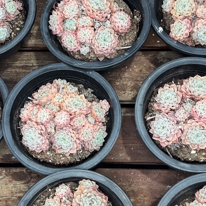 团078号。   沙罗姬牡丹