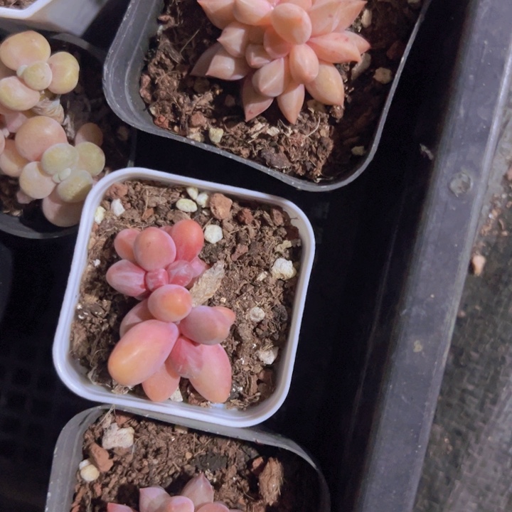 少****?糖果美人精品多肉植物