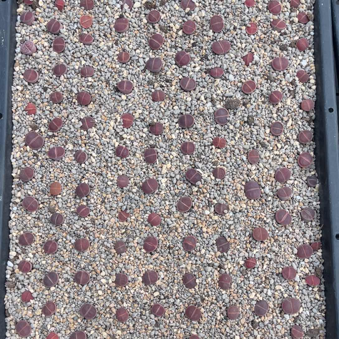 6563全窗比利时ko一筐不售后