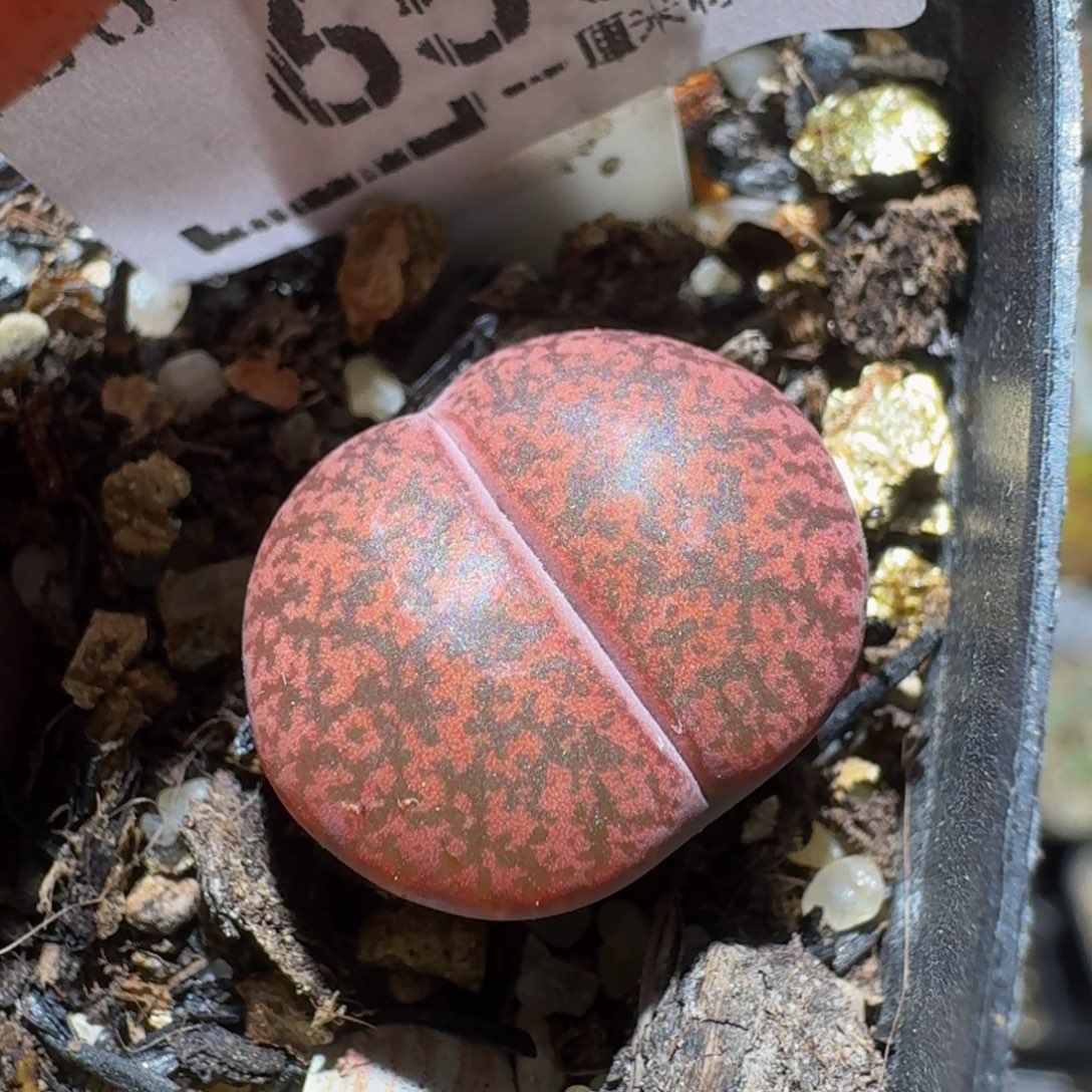 Ssss精品生石花655