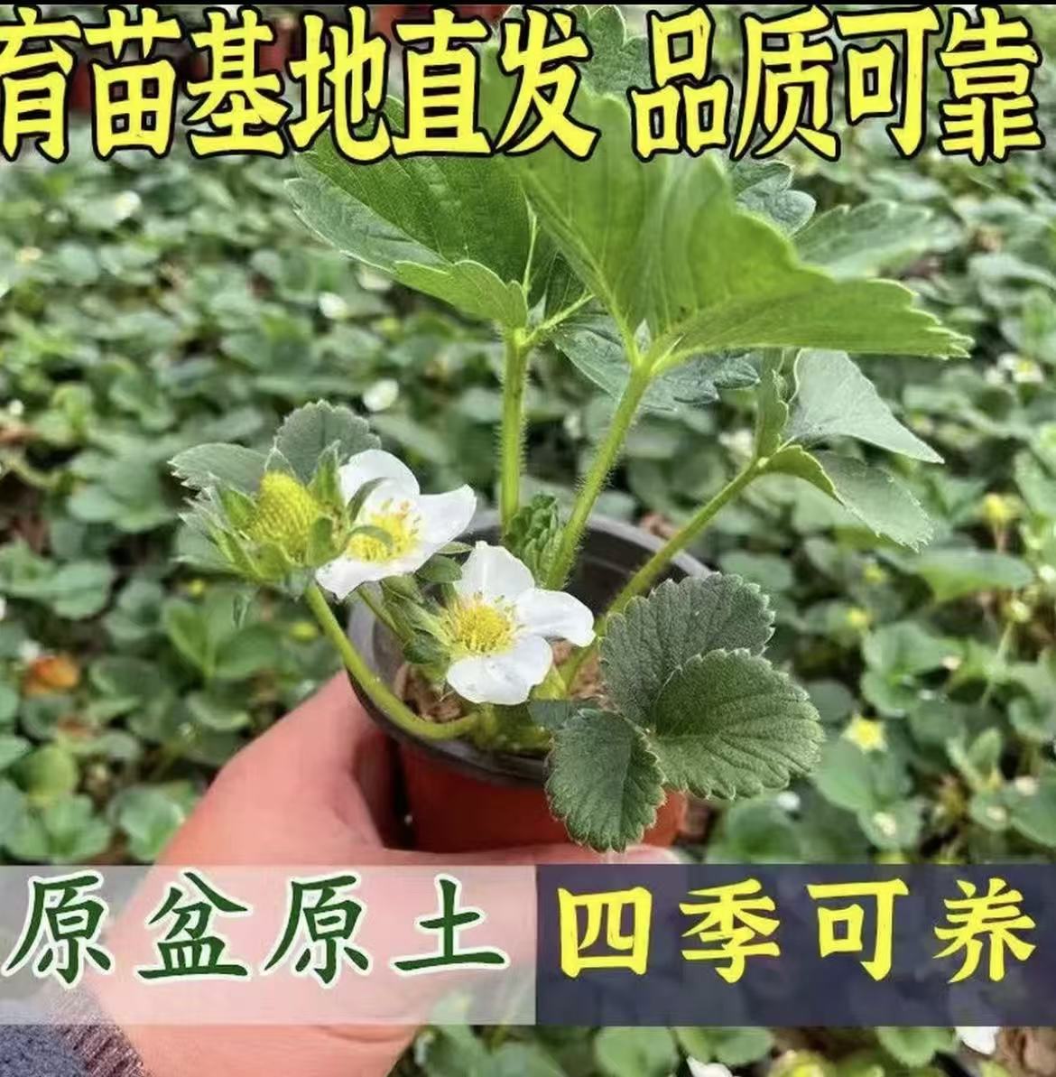 草莓苗奶油久香红颜随珠阳台盆栽地栽四季