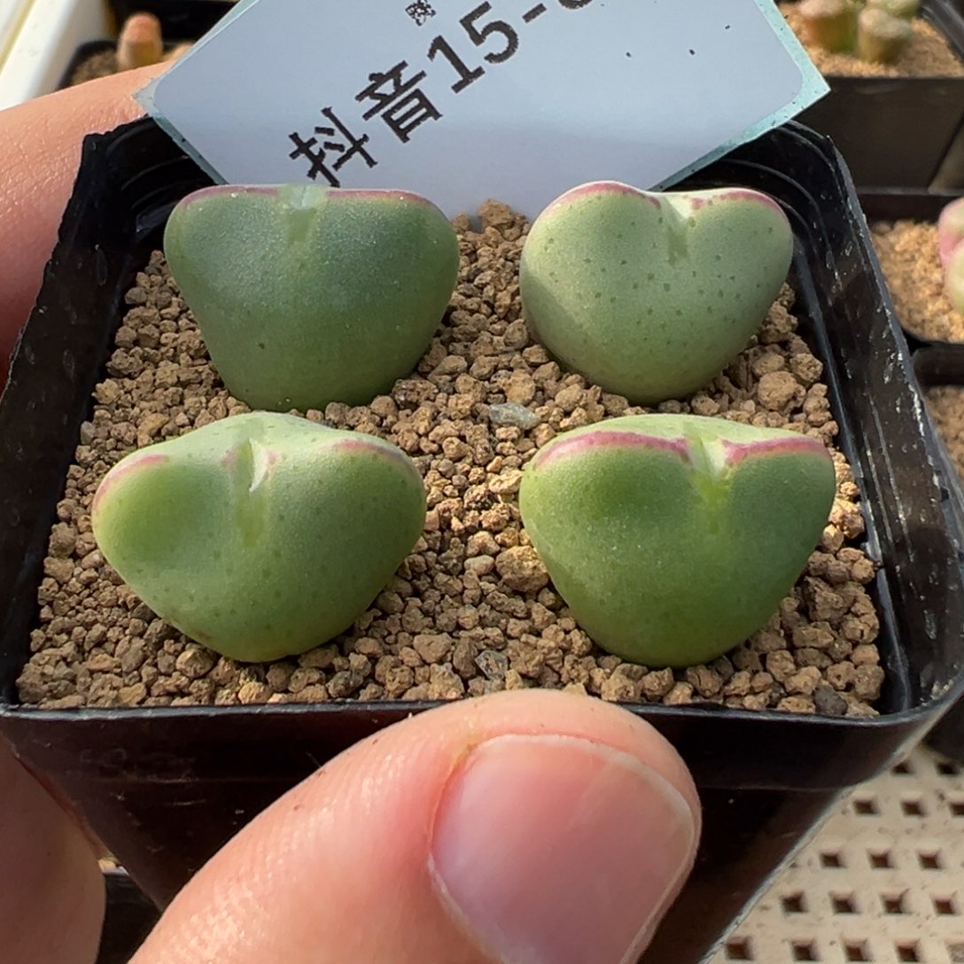 15-80少将多肉植物，