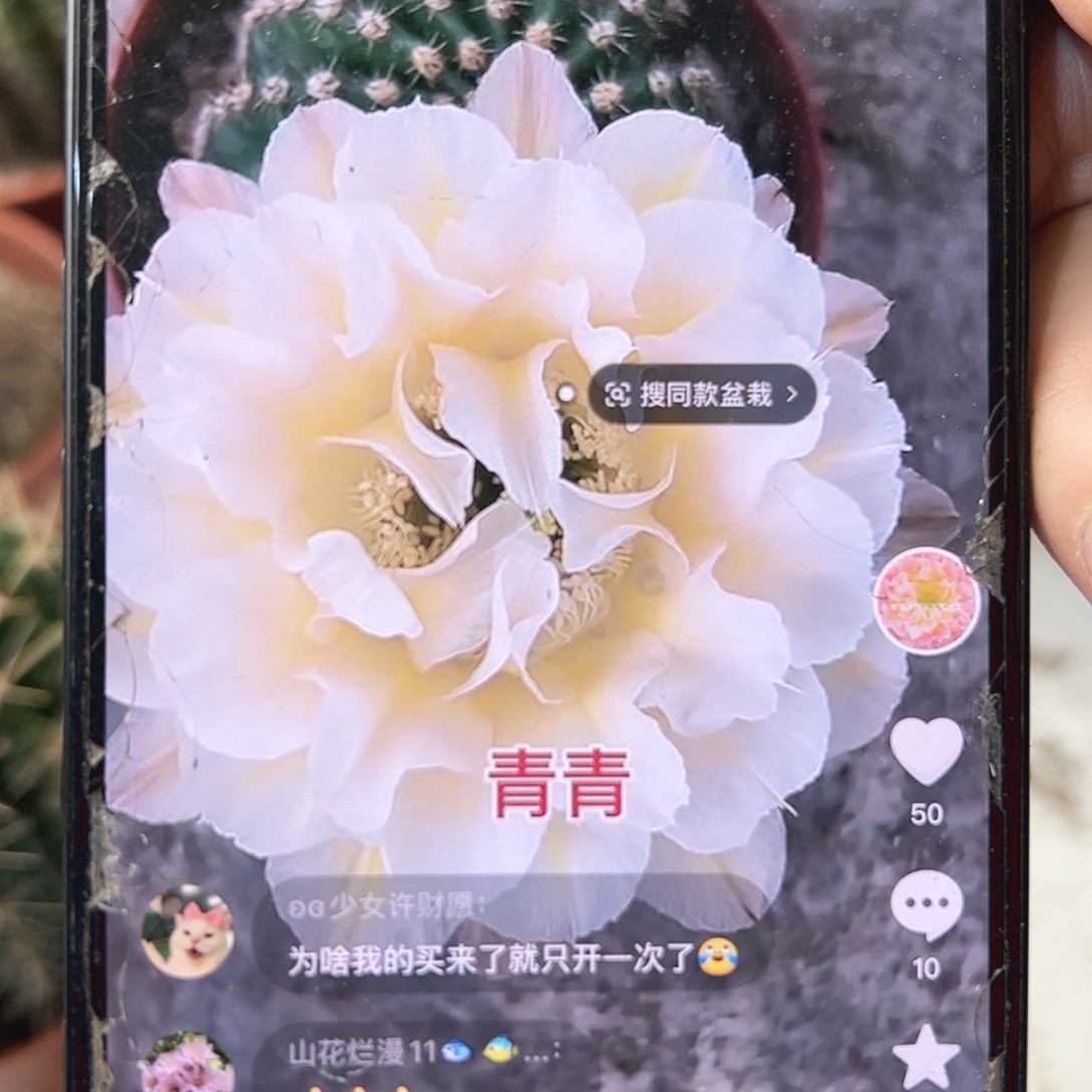 彩草青青13姨6.5公分左右