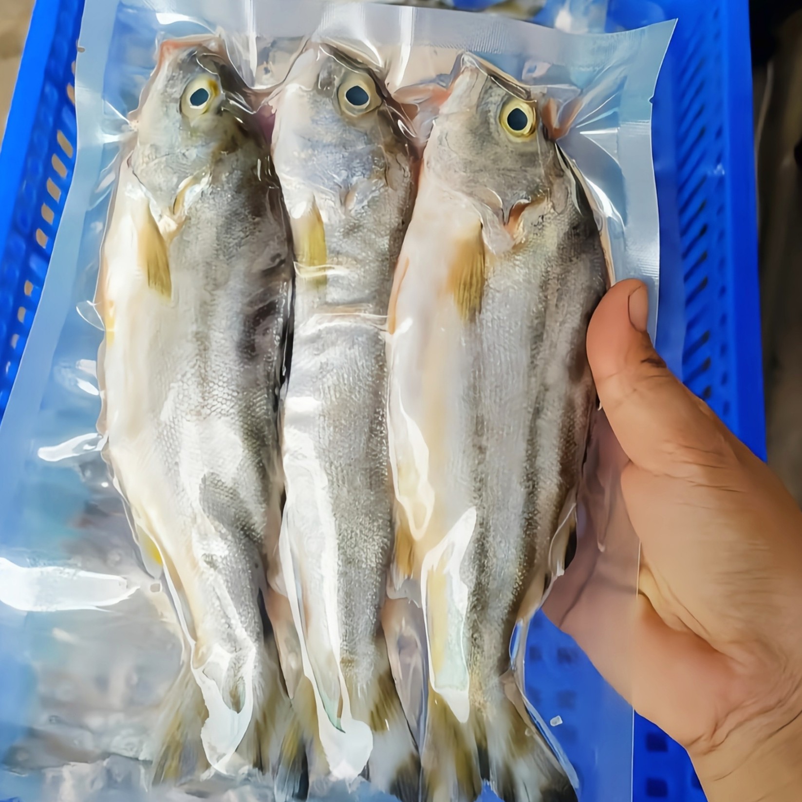 【马鲛仔海产】本港新鲜丁公鱼巴丽鱼 5斤装 速冻顺丰包邮 博贺港