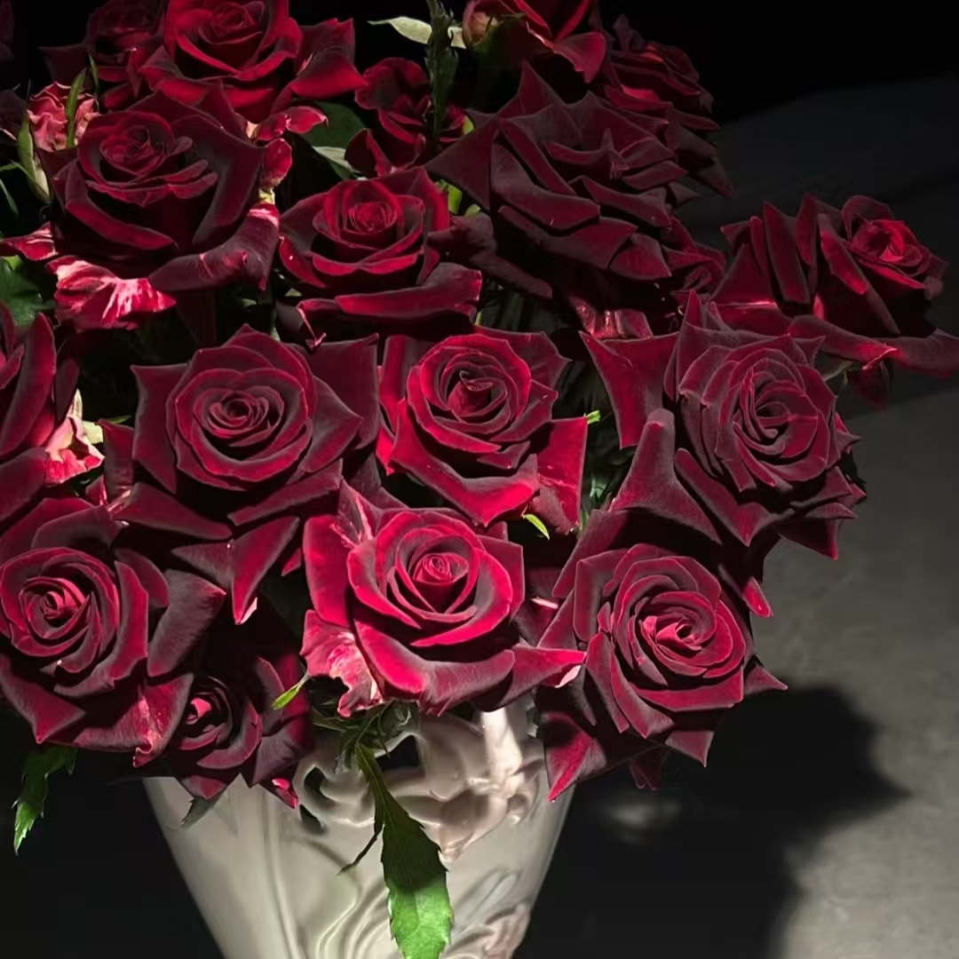 【紫罗兰】阿木  精品露天苗月季耐寒耐热四季开花适合阳台庭院