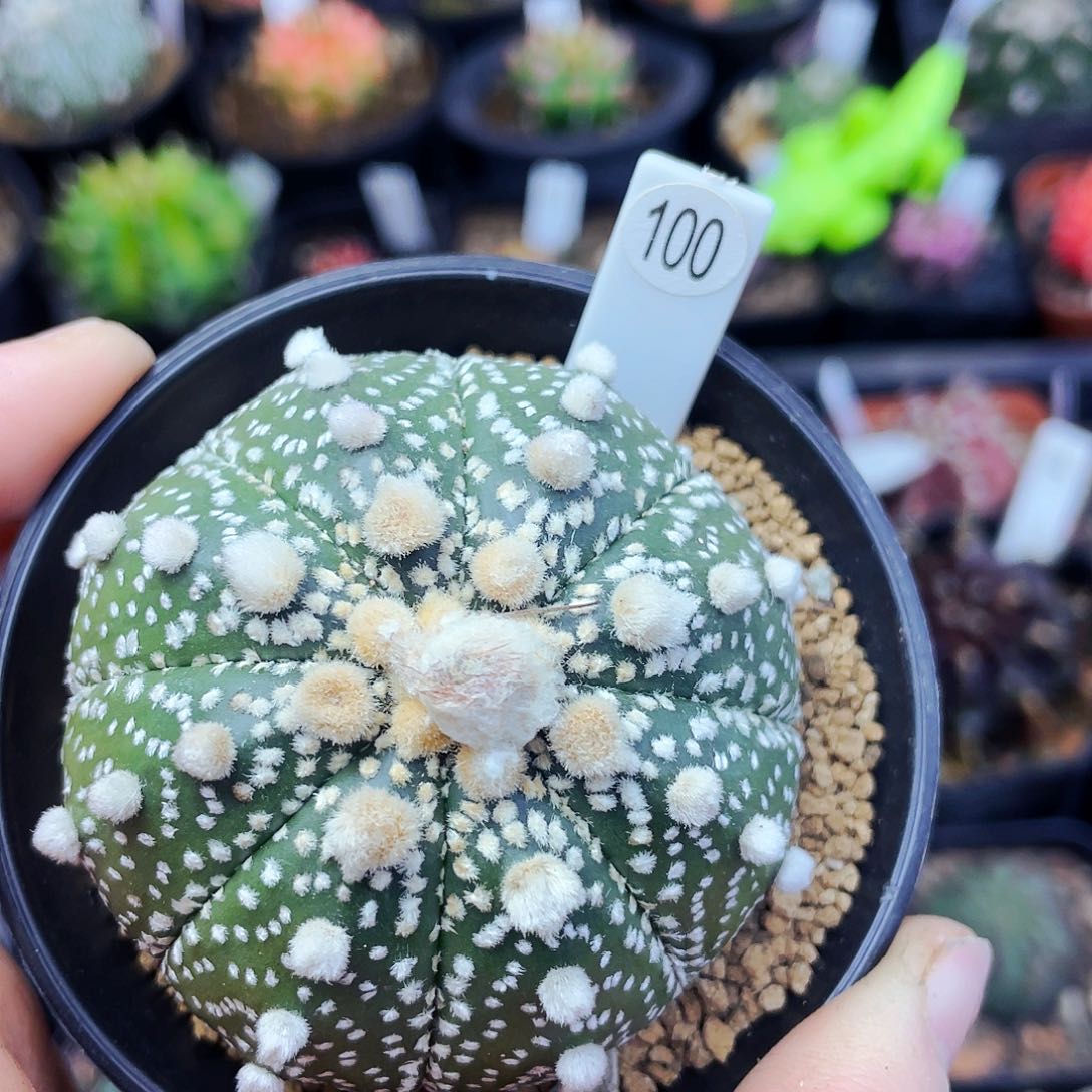 非偏远地区满25包邮仙人球