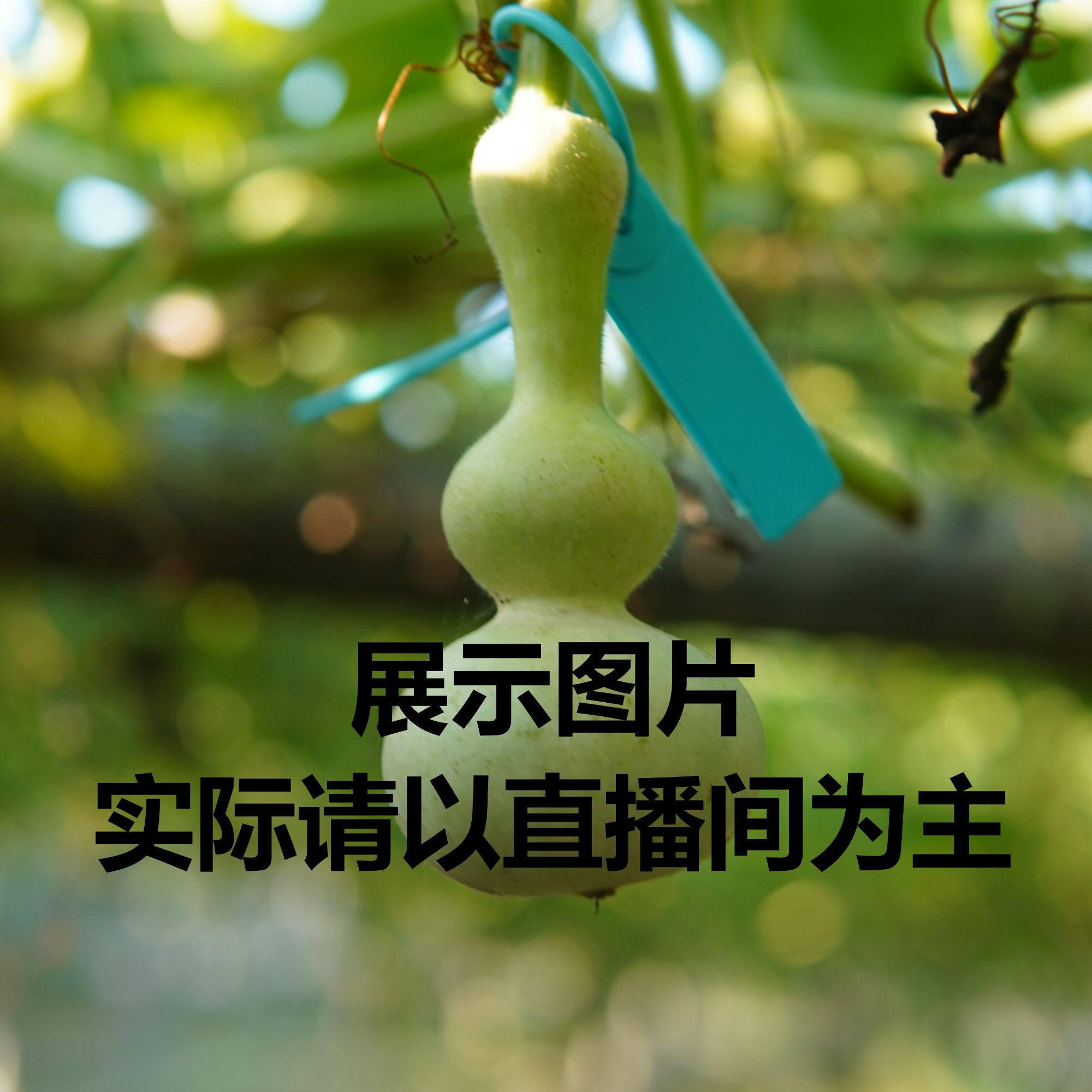 精品葫芦粗嘴八宝青皮