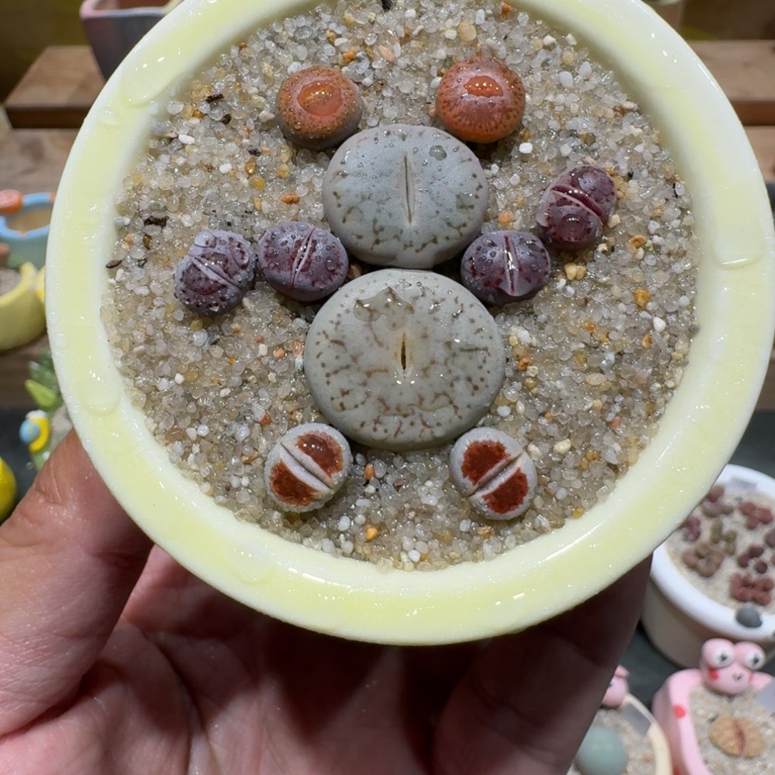 蘑菇1230彩拼多肉植物