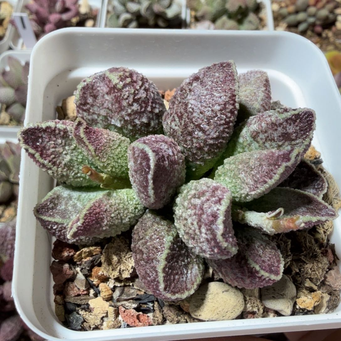 紫水晶桩 满68包邮