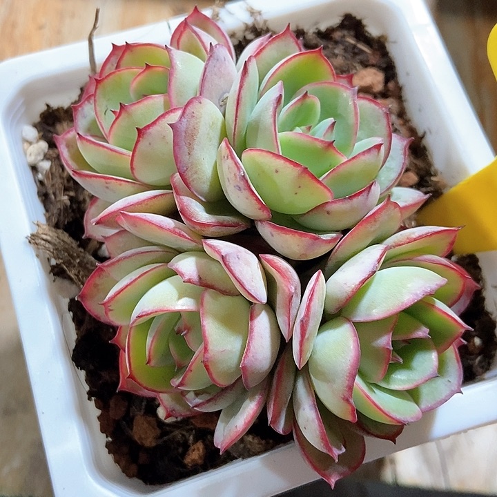 多肉植物牡丹亭944