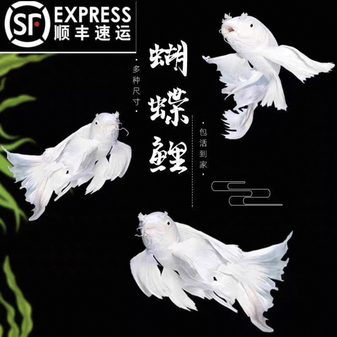 纯种台湾蝴蝶鲤贵妃体白普身石膏白活体发货8-12公分