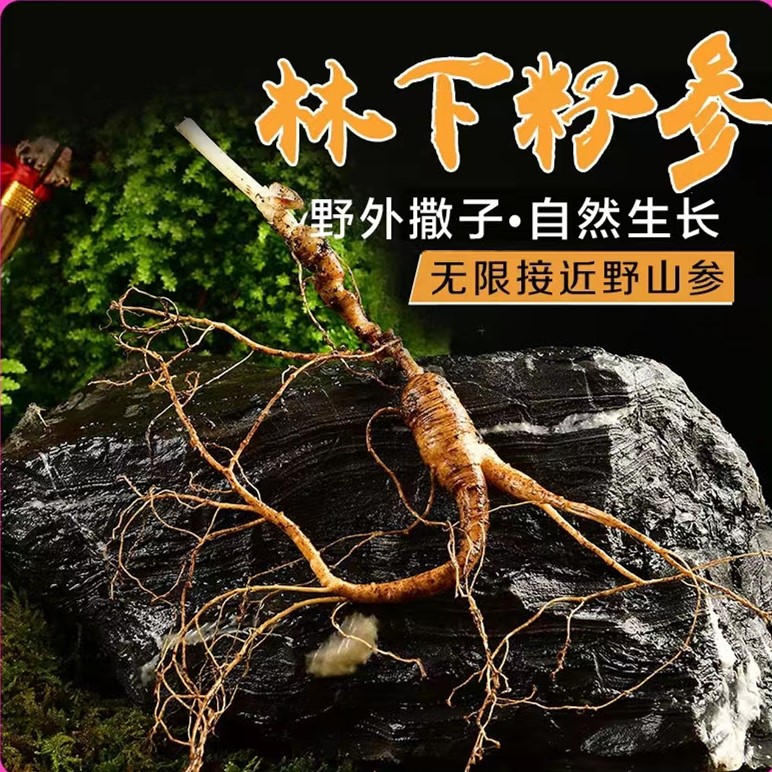 小乔精选长白山鲜参林下参籽货煲汤泡酒打粉切片晒干现场专拍链接