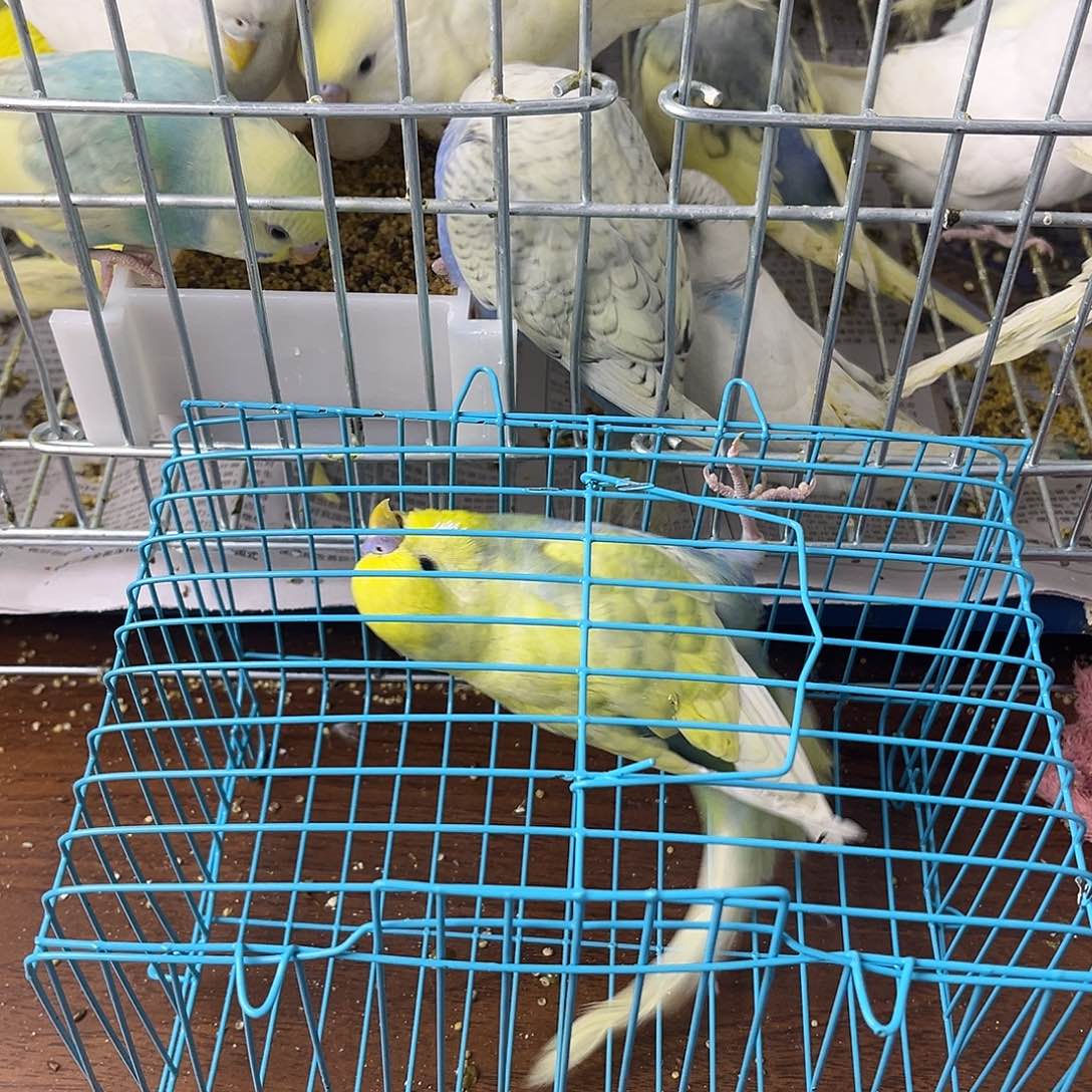 虎皮鹦鹉金彩鹦鹉