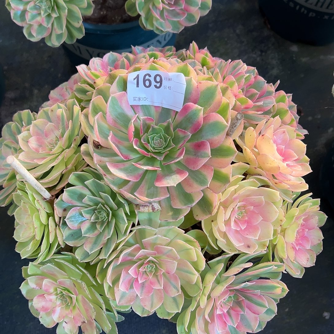 169雨荷多肉植物法师