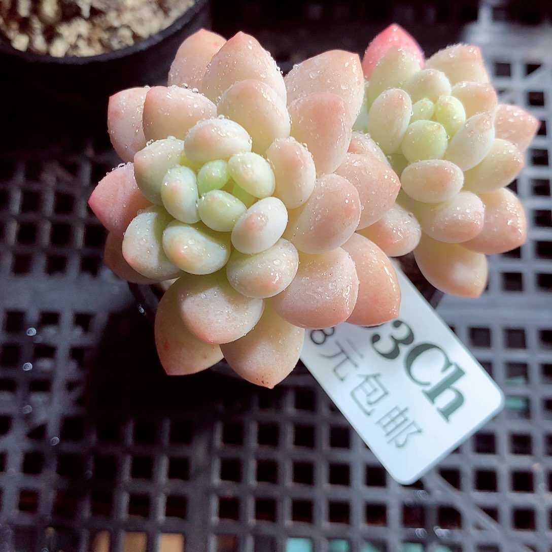 5厘米盆精控多肉793