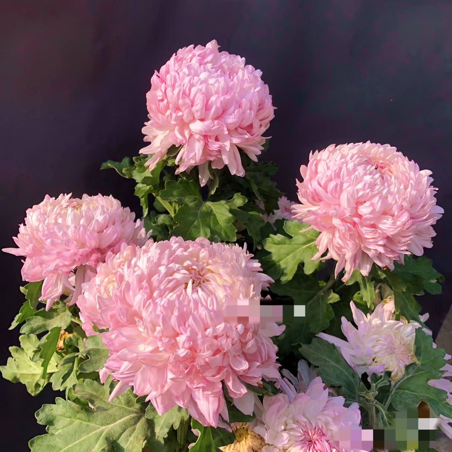 【带花苞发货】山海河源  菊花盆栽多年生耐寒耐热好养绿植花卉