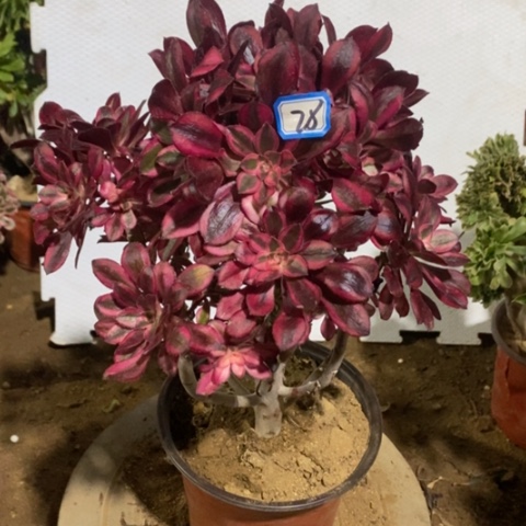 丽娜砍过朵朵一物一拍