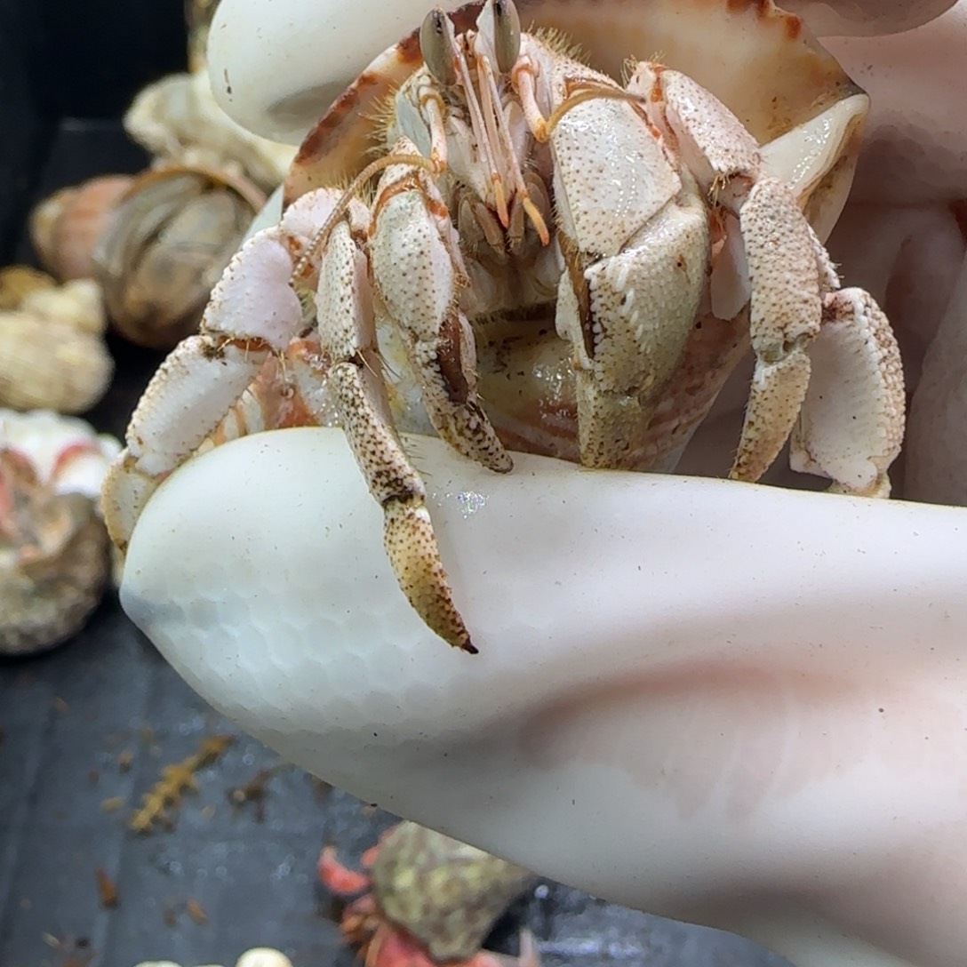 最后一只小红海2.4口