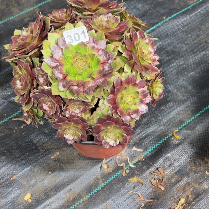 红丝绒301多肉法师一物一拍