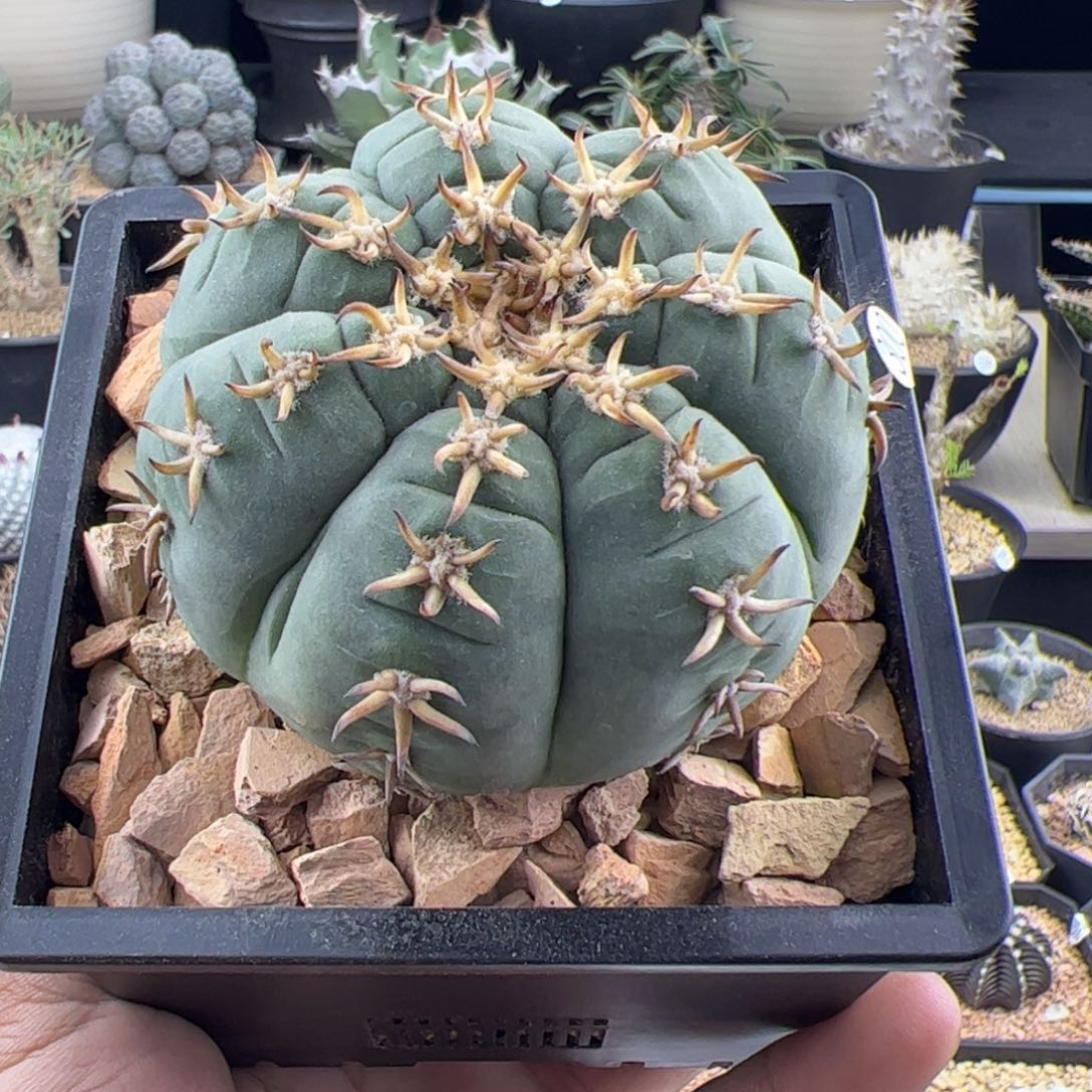 猫爪实生7+一物一拍300