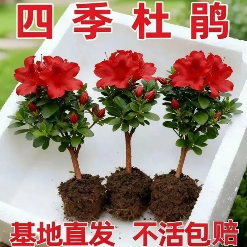 杜鹃花盆栽四季开花室内外好养耐寒耐热绿植花卉