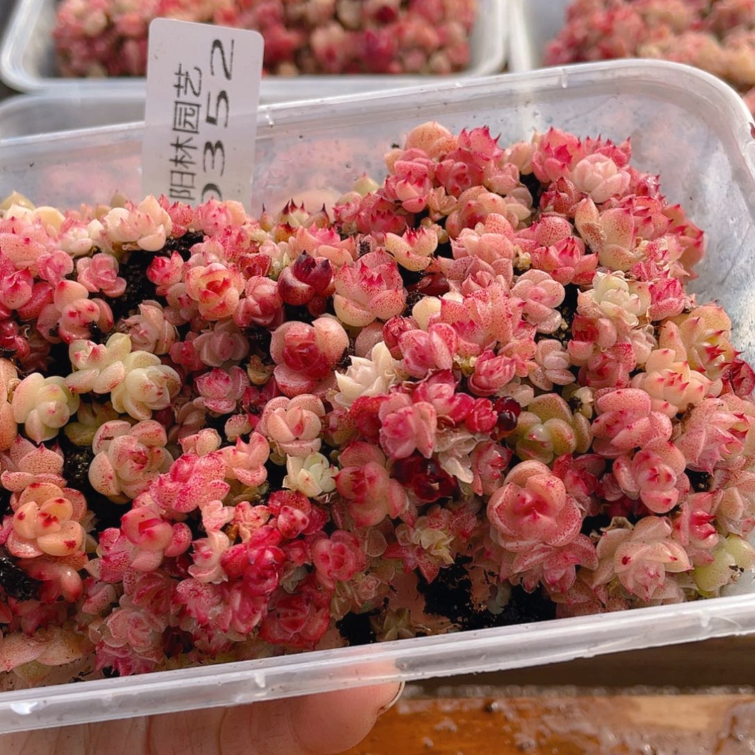 多肉植物多肉植物352