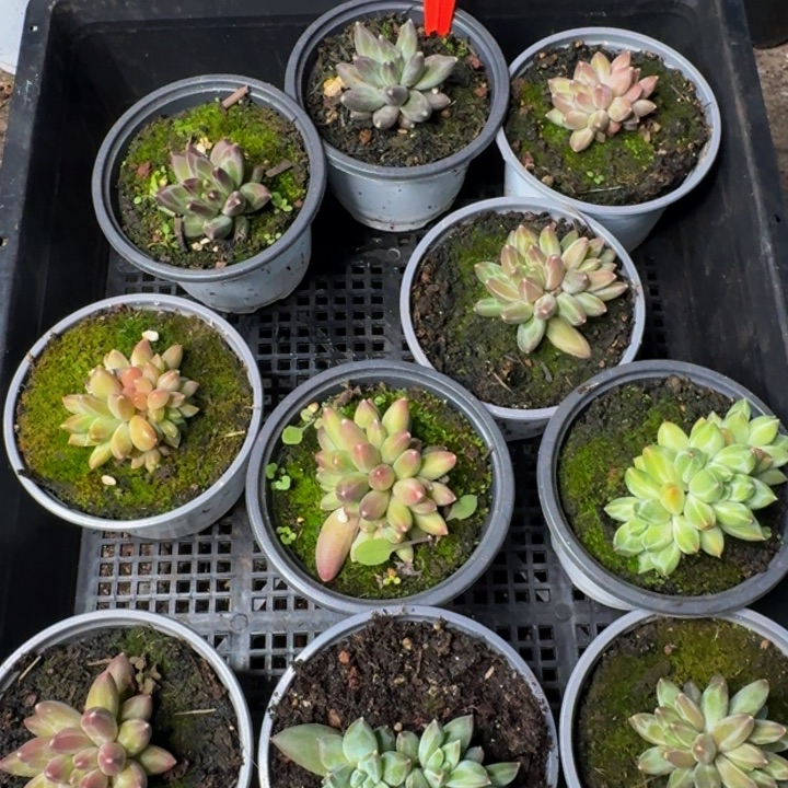 124多肉植物一物一拍