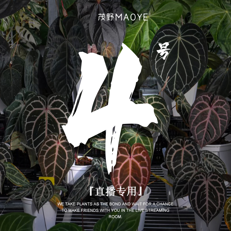 垂叶型大型花烛一物一拍（温度绿化低于10度不发货)茂野